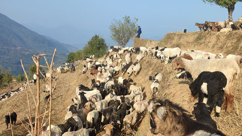 लेकतर्फ लाग्दै भेडाका बथान